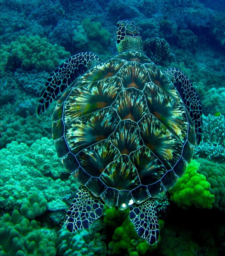 The hawksbill sea turtle is a critically endangered sea turtle whose shells slightly changes colors, depending on water temperature 

[📷 Orazio Fargione]