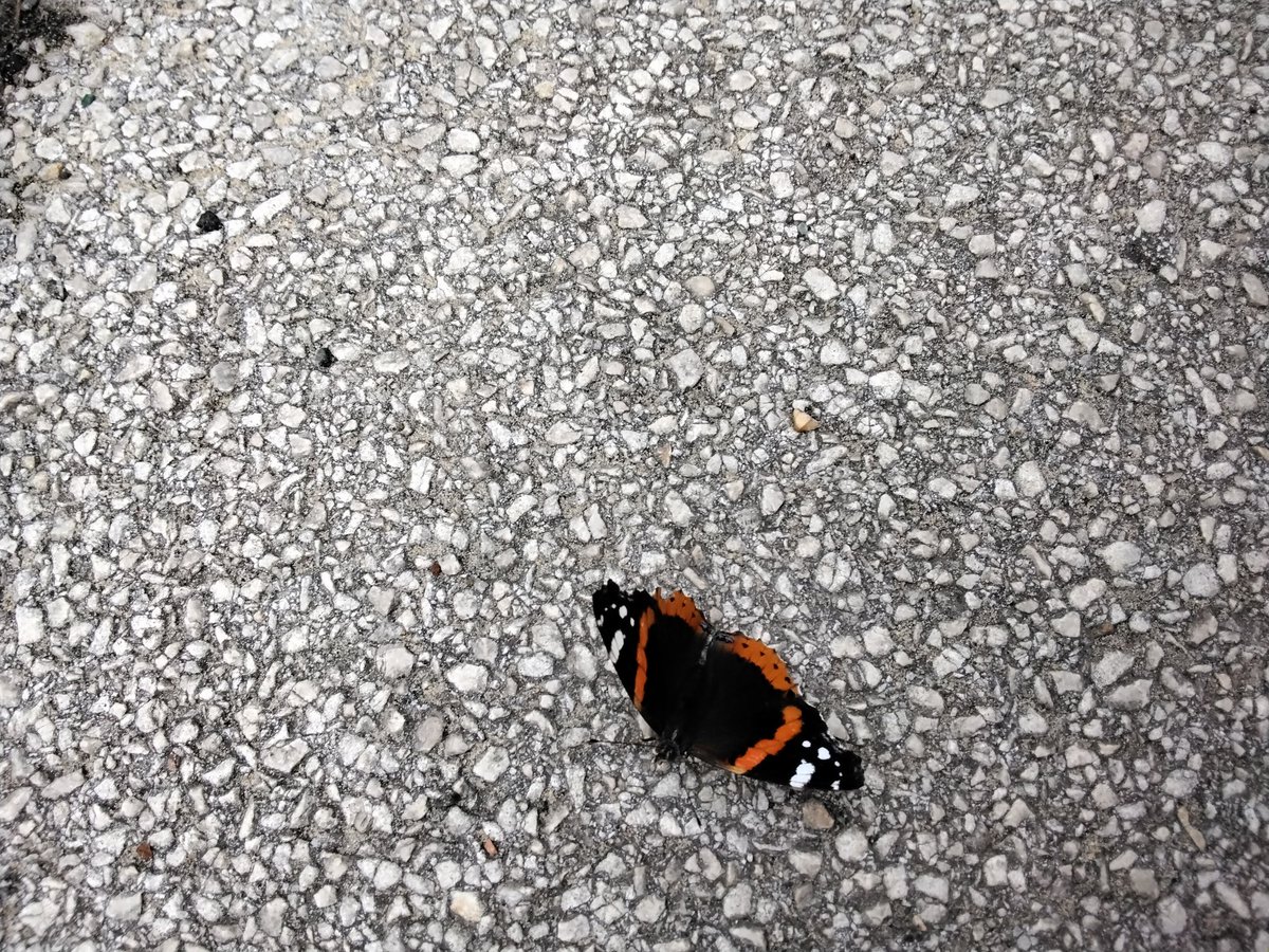 PuffinsMissWill's tweet photo. During playtime the children spotted a Red 
Admiral butterfly. It was very exciting and generated lots of questions. #curiosity https://t.co/FarqCzxQvV