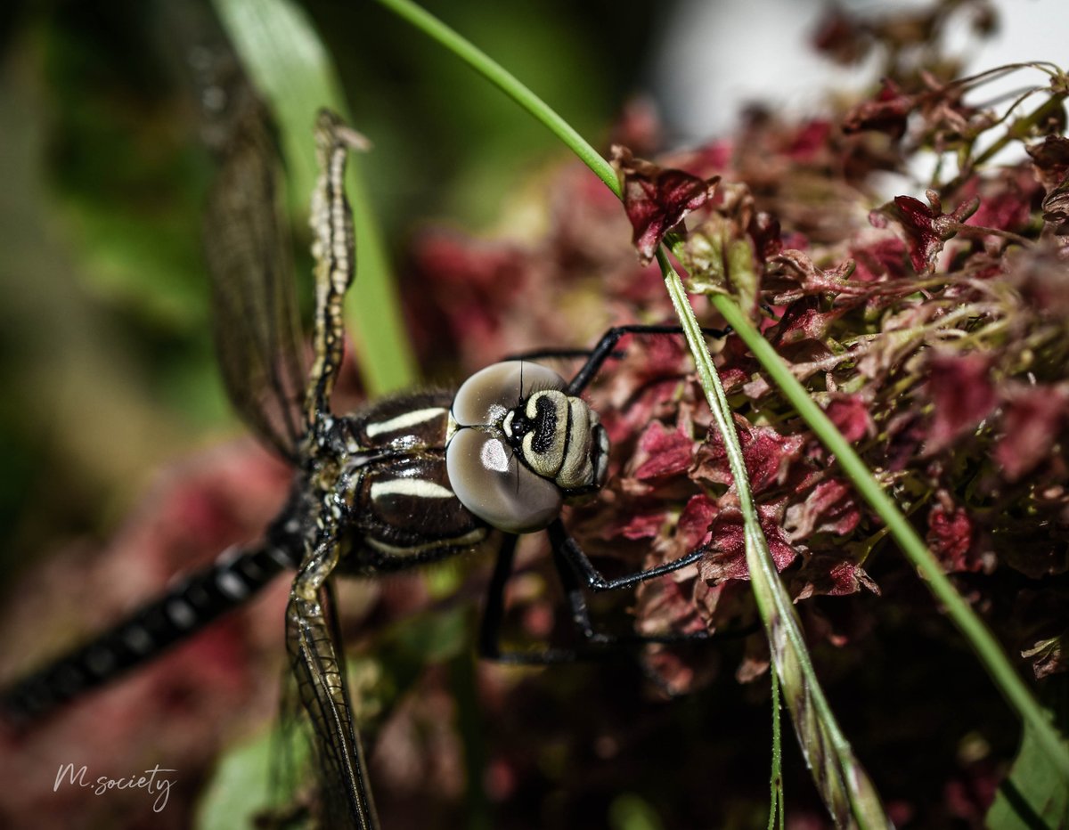 🌸Macro libellule🌸

#macro
#nature
#naturelovers
#details
#photographylovers
#photosession
#photoart
#photographyislife
#photoshooting
#photochallenge
#macrophoto
#macrophotos
#macrophotographer
#macrophotographylovers
#photomacro
#macroinsect
#dragonfly 
#libellule