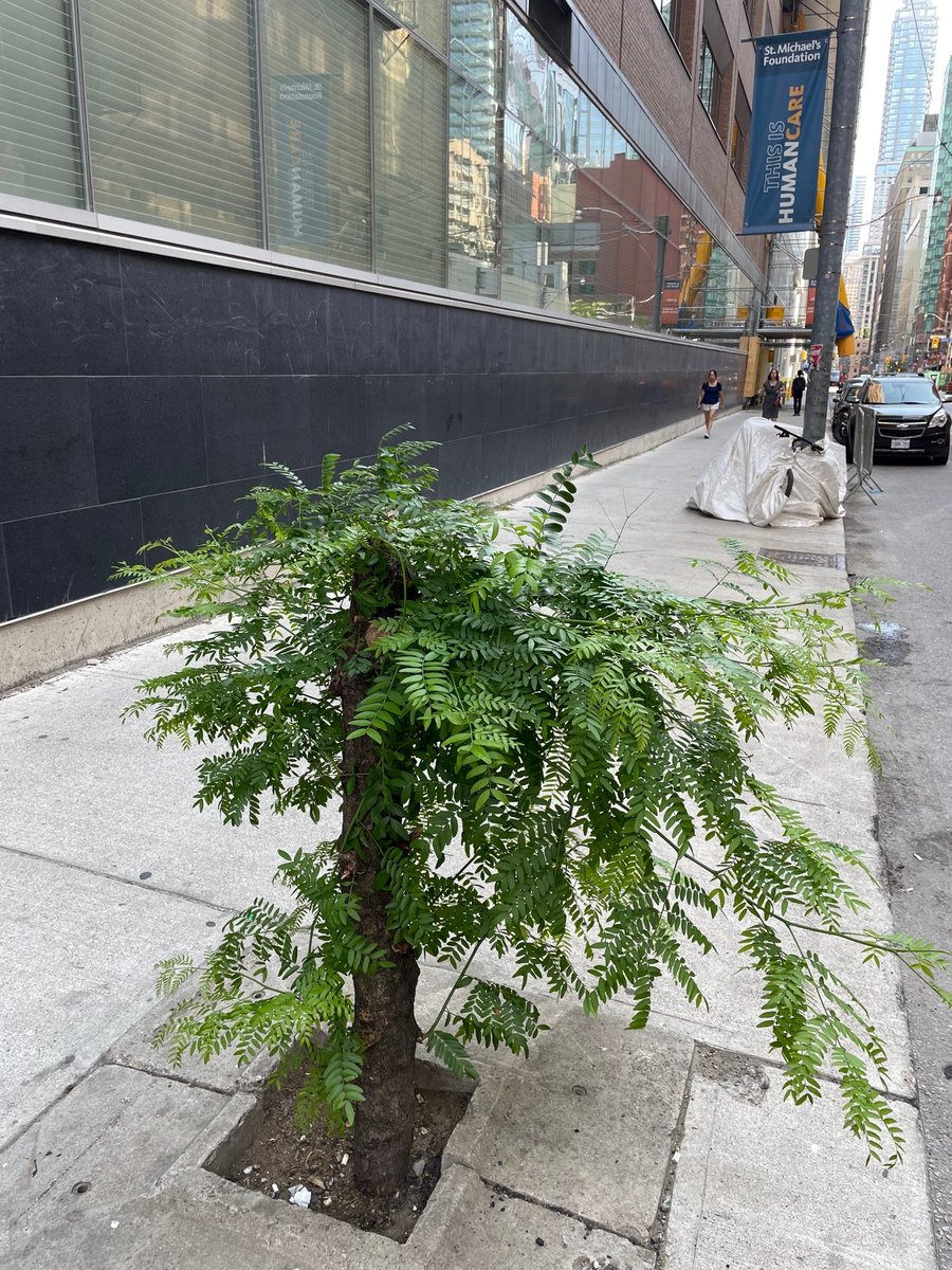 Biking in Toronto, you see things that you would miss when driving a car. Here's a testament to the tenacity of  life -- a sidewalk tree that won't give up, and if you look more closely, the home of a person who is also just trying to survive.
