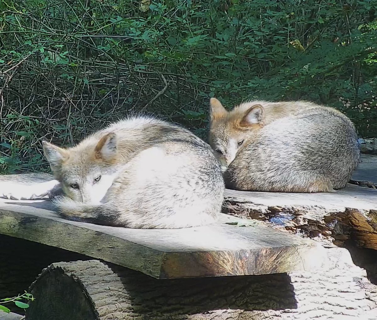 nywolforg's tweet photo. Wolves or donuts? 🐺🍩 Relax with the 29 wolves who call the WCC home via #Twitch ➡️ https://t.co/lwg9jmzOG2 https://t.co/o3W2C0wl5F