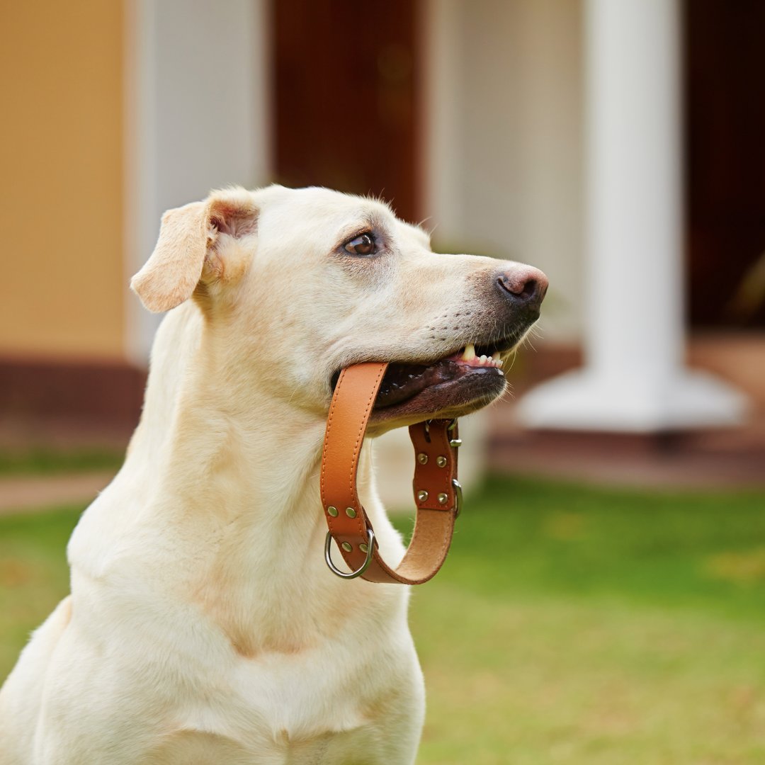 BlogChien_fr's tweet photo. Saviez-vous que le choix entre collier et harnais peut impacter le confort et la sécurité de votre chien ? 🐕🎀 Trouvez le meilleur choix pour votre compagnon à quatre pattes ici : https://t.co/ig44MwIaTm 🐾💕 #Chien #CollierOuHarnais #ConfortAnimal #BlogChien #AmisDesAnimaux https://t.co/oYv20C2Knm