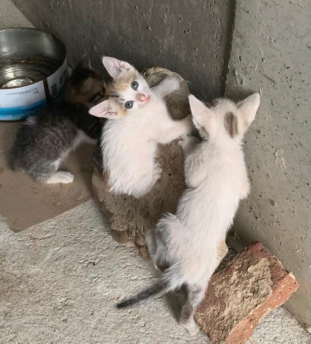 elinformerule_'s tweet photo. Holaa, puedes poner un anuncio por si alguien está buscado gatines, que si no los van a tener que sacrificar
Tienen 3 meses y son súper cariñosos https://t.co/Tyv77qOFzy