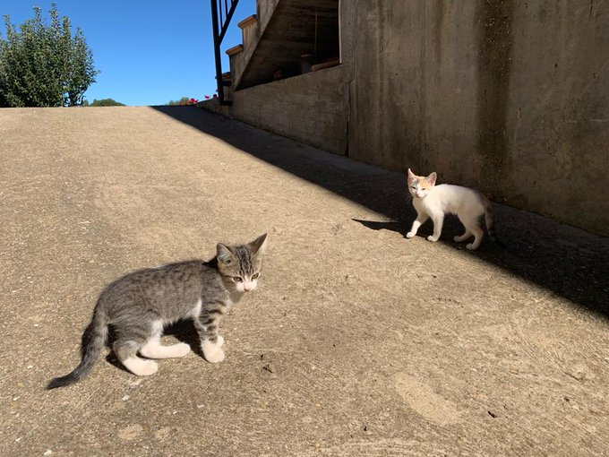 elinformerule_'s tweet photo. Holaa, puedes poner un anuncio por si alguien está buscado gatines, que si no los van a tener que sacrificar
Tienen 3 meses y son súper cariñosos https://t.co/Tyv77qOFzy