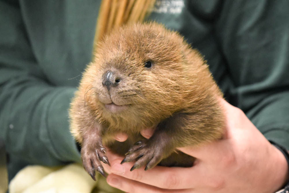 Oregon Zoo tweet media