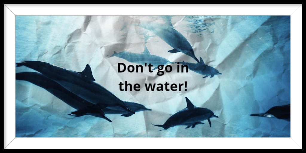 Why would anyone want to swim with sharks? #nosense #noway #wontcatchme