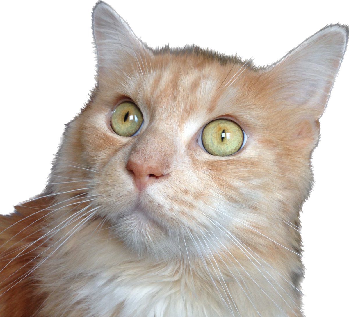 Heb dit even met mijn kat besproken. Hij zit sindsdien al een poosje zo.