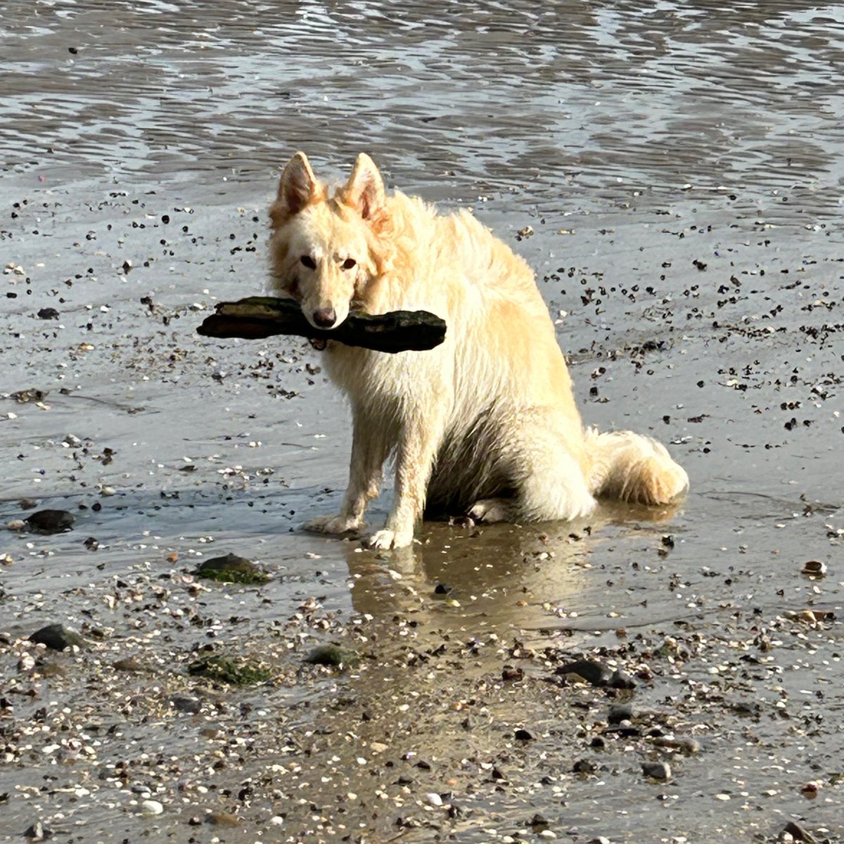 FreyaSm49070601's tweet photo. Bestie is hiding .. she finks I donβt knows where.. I does n sheβs not getting my stick #gsd #retriever #dogsofftwitter #dogsofx https://t.co/UyyJZAwxOK