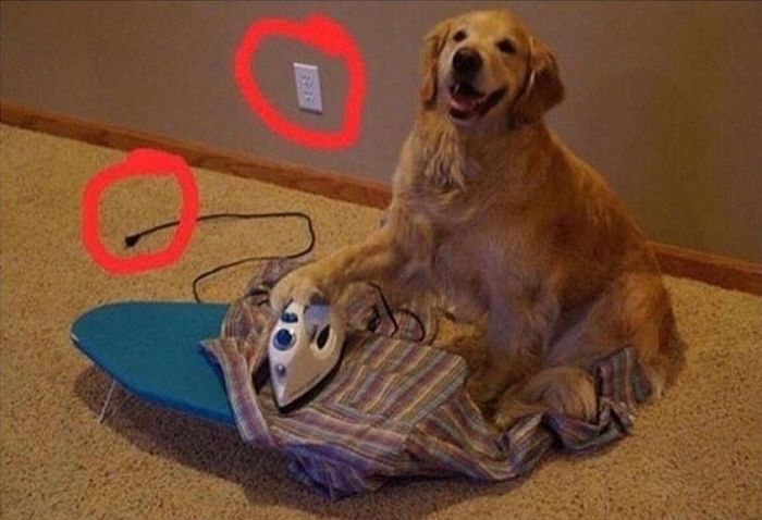 WeedPorns's tweet image. Lmao my dogs high af, shits not even plugged in