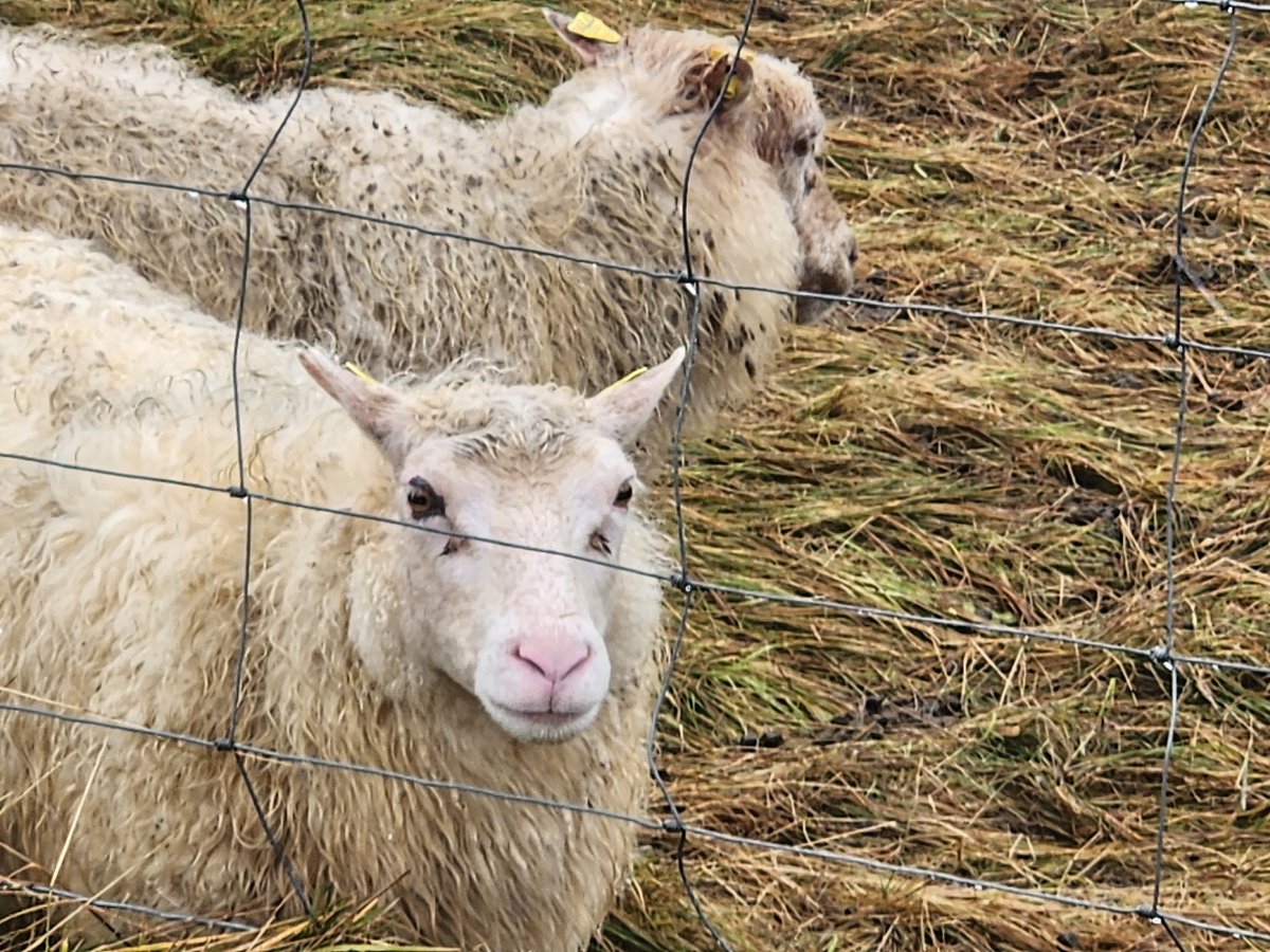 deestress77's tweet photo. Went all the way to Iceland to get the stink-eye from a sheep but it was totally worth it!! https://t.co/GG3nbs5bqH