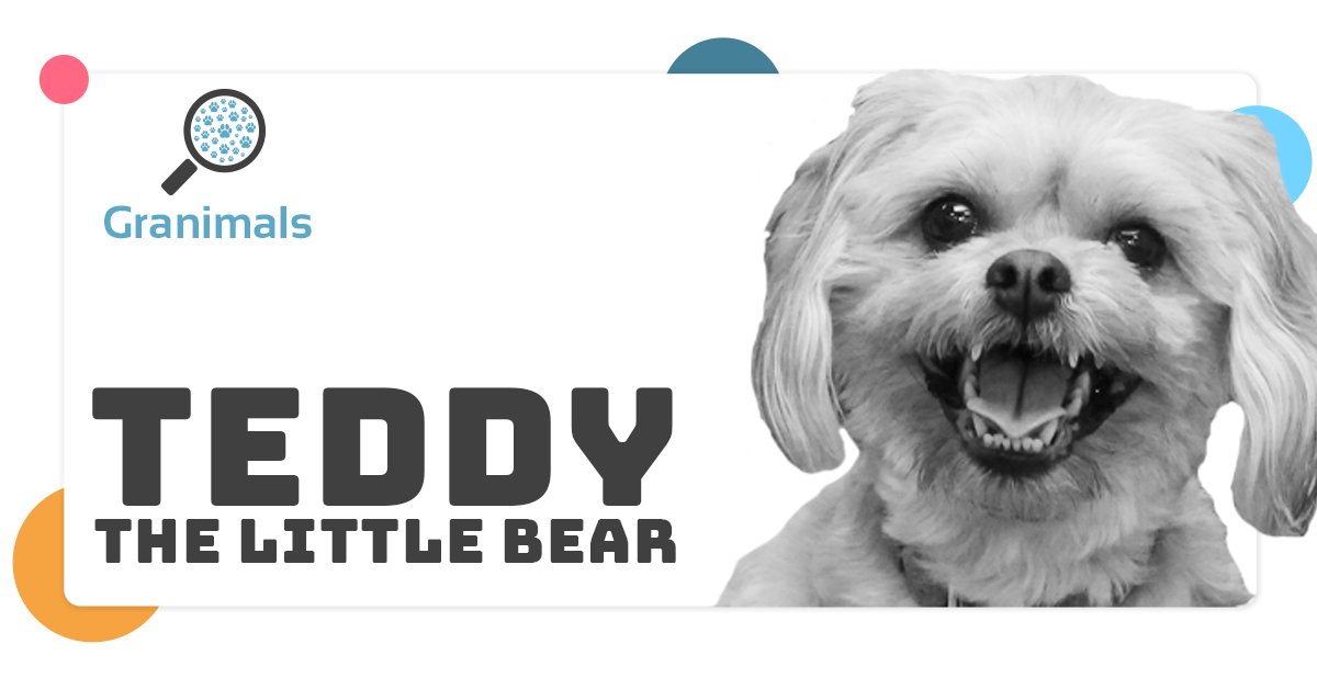 Meet Teddy, a local Milwaukeean who lives with his mom, Meagan Guse, a Senior Manager of Paid Media here at Granular. 
granularmarketing.com/granimals-meet…