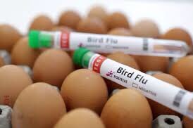 South African grocery stores  Woolworths and Pick n Pay have started limiting the amount of eggs consumers can buy as the avian flu outbreak threatens the country’s poultry industry….

📸 Reuters