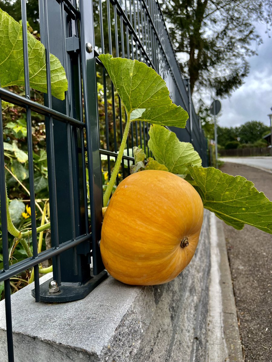 tho_wo's tweet photo. Day 365: the breakout

#PhotographyChallenge #PicOfTheDay #PhotoADay #PhotoOfTheDay #365photochallenge #photo #photography #iPhone13Pro https://t.co/X28yZgPL10