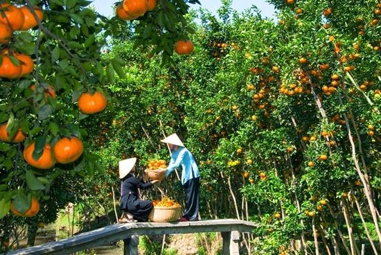 This is a mandarin fruit orchard in the Mekong Delta.

#Travel #Vietnam #MekongDelta #orange #fruits #vietnamtours #nature #harvest
