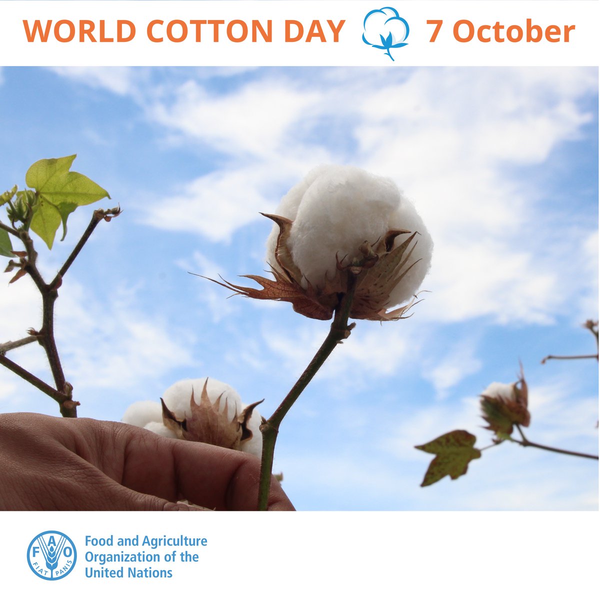 Cotton is the most important of the natural fibres. 
 
It is: 
⚪️ used daily in apparel and home furnishings 
⚪️ a critical means of livelihood for millions of smallholders 
⚪️an important source of revenue for some of the poorest countries in the world 
 
#WorldCottonDay
