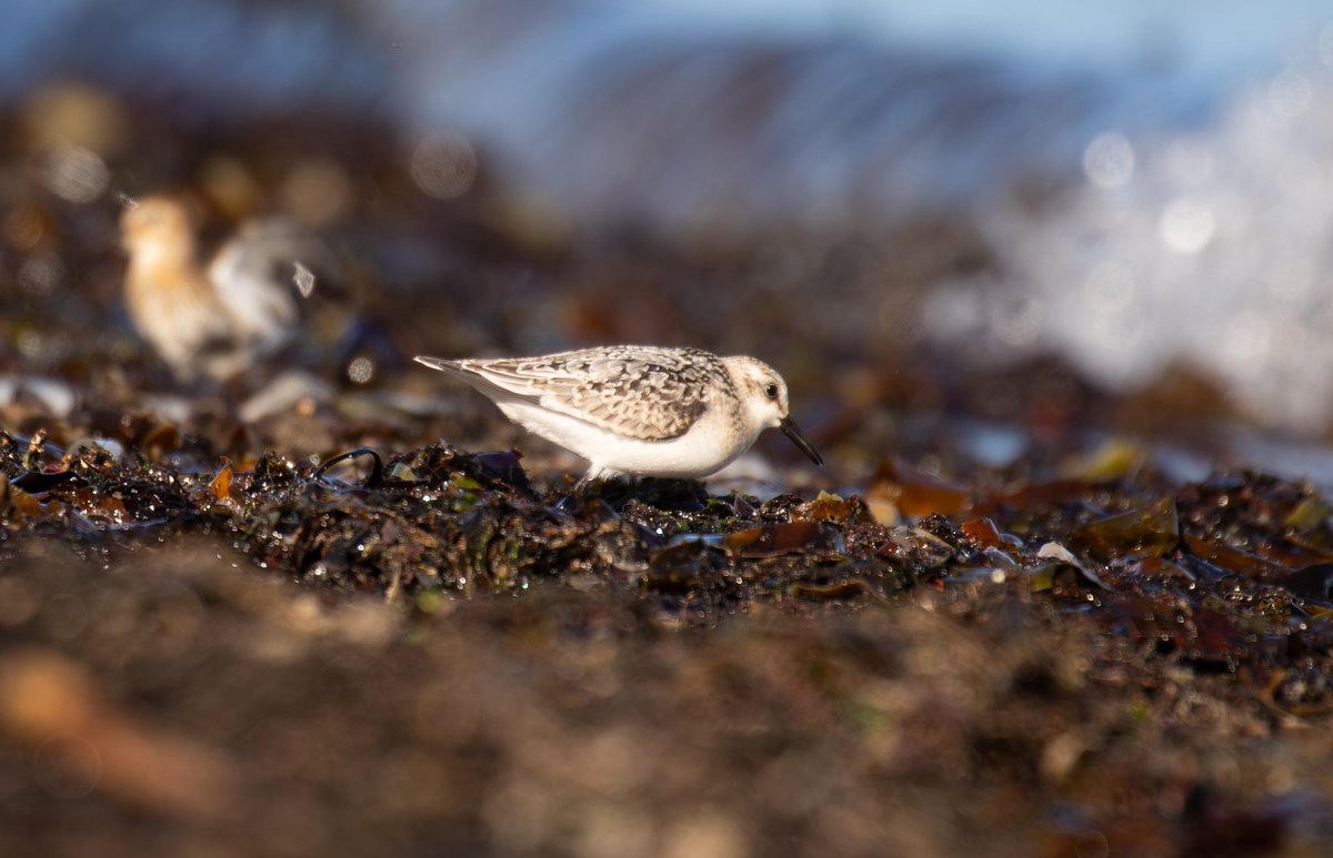 Gorgeous Sanderling in the sunshine☀️on Whitley Bay over the weekend. #whitleybay. #BirdsSeenIn2023 #nature #wildlife @Natures_Voice #BirdsOfTwitter #birdphotography #birdwatching #SpringWatch #birdwatching #wildlifephotography