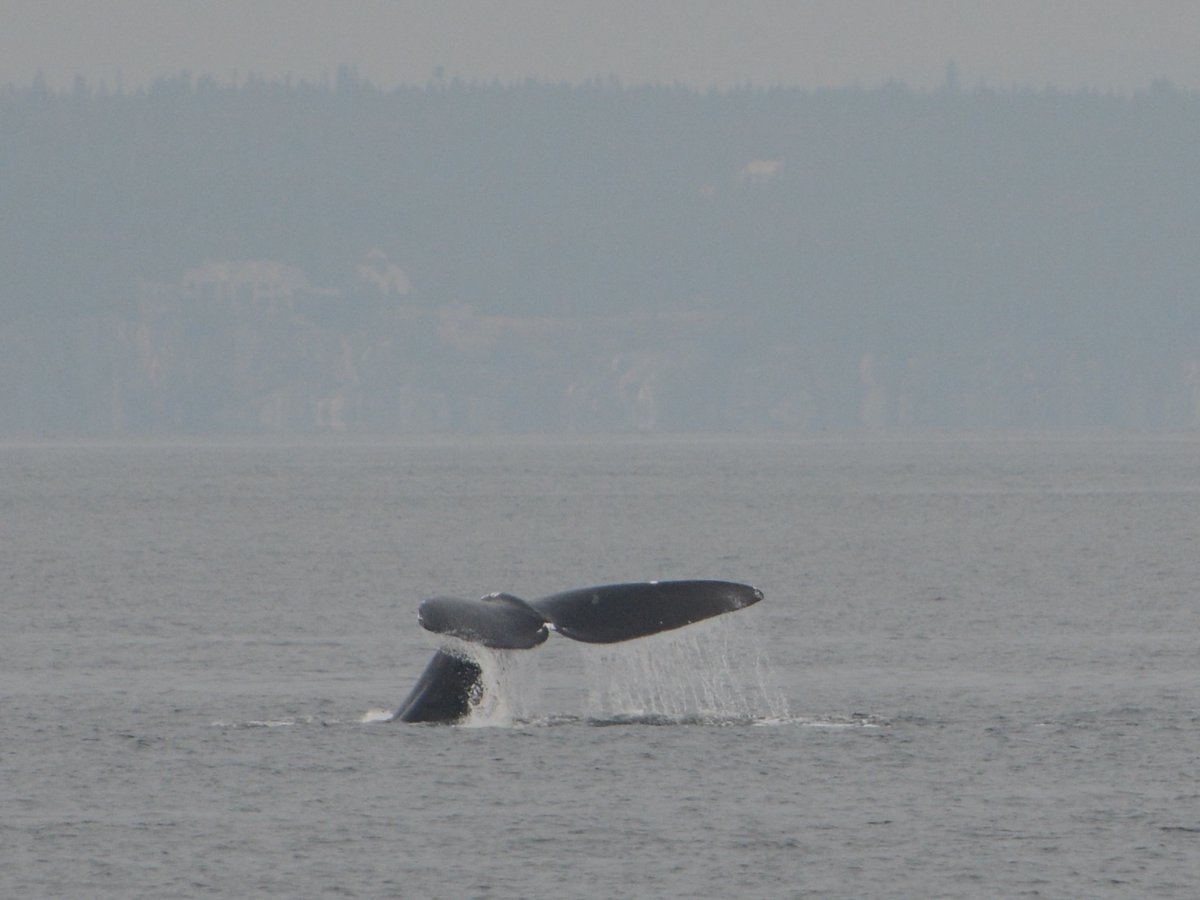 NEAQ's tweet image. Over the weekend, four critically endangered North Atlantic #RightWhales were spotted in the Bay of Fundy on a whale watch!

@CBC's Jeanne Armstrong spoke to Anderson Cabot Center #RightWhale researcher Philip Hamilton: bit.ly/3F1mF9c

📸:Danielle Dion/Quoddy Link Marine