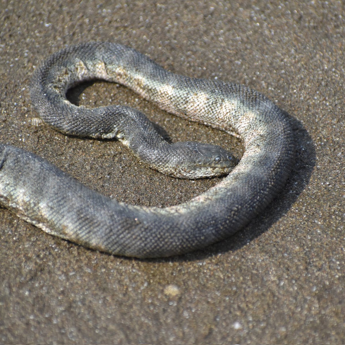 Enhydrina aka Hook-nosed sea snake, Goa
#IndiAves #IndiWild #WildlifeWeek2023 #NaturePhotography #snakes