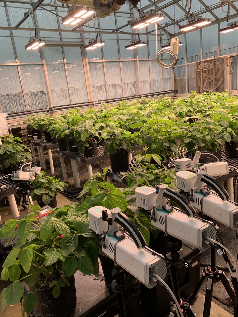 My little army of licors is measuring Soy gas exchange rates in full swing today!!