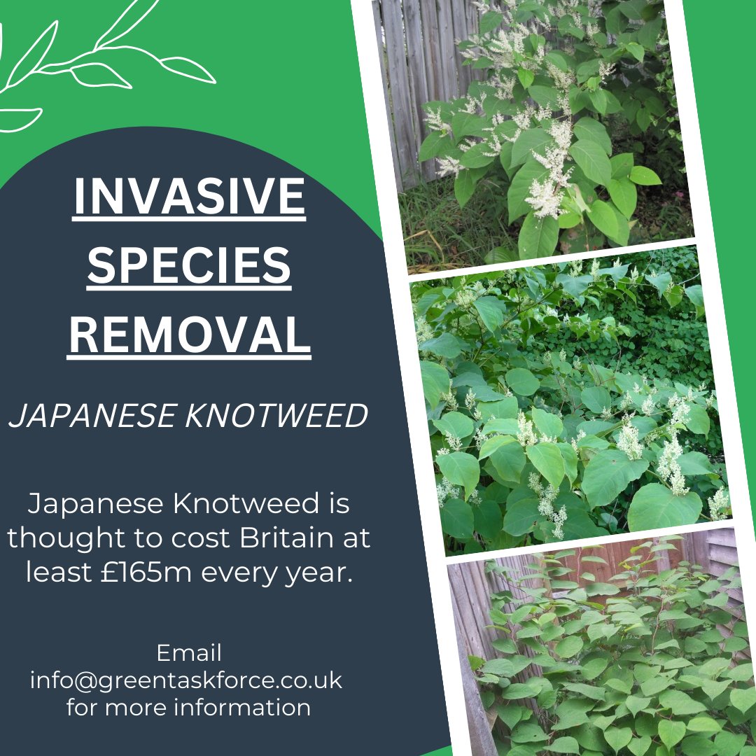 Japanese Knotweed is the most damaging terrestrial weed in Britain, and the IUCN lists it among the top 100 invasive species of global concern,

Email info@greentaskforce.co.uk for more information.