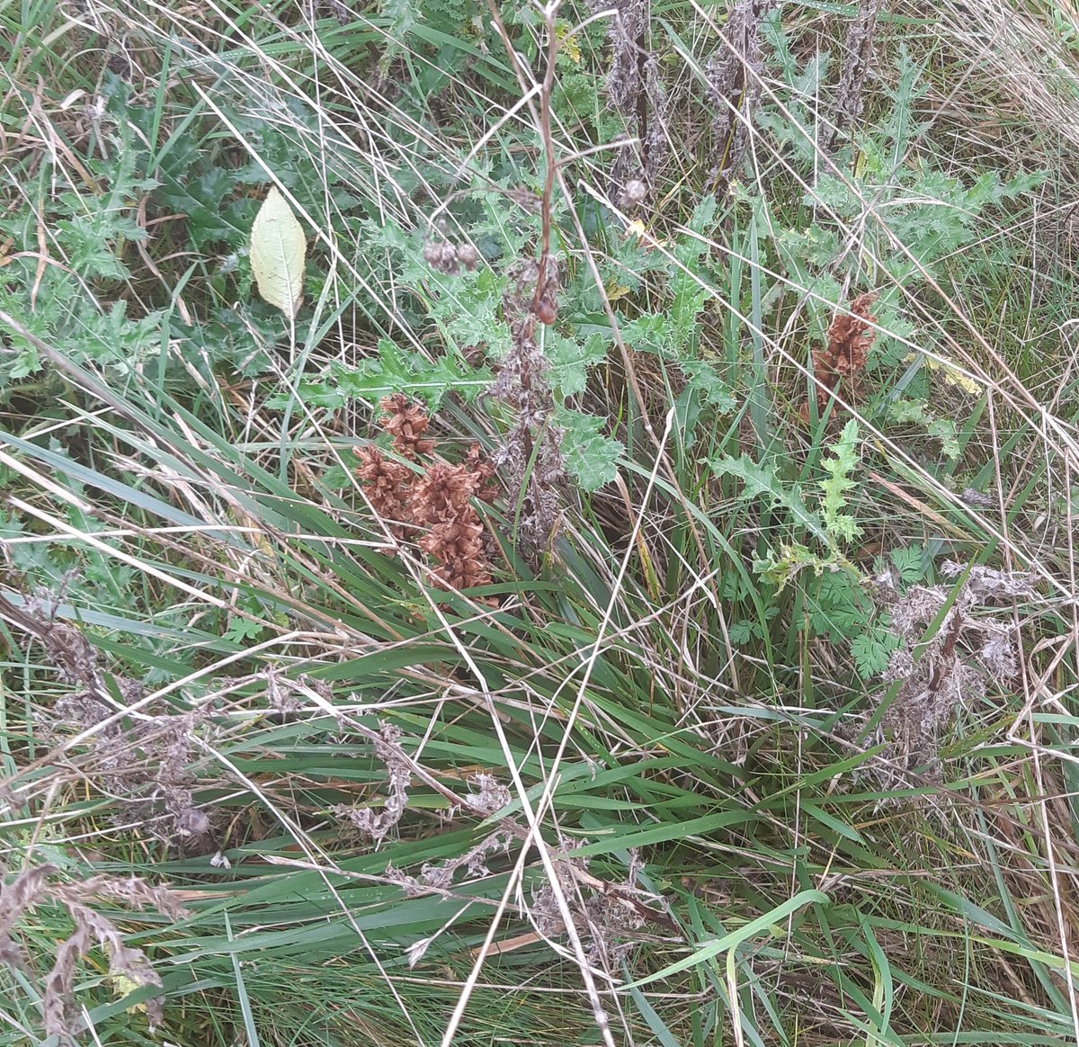 A group of 6 of the rare Thistle (or Yorkshire) Broomrape Orobanche reticulata growing on Pennycroft, marked to prevent accidental damage. The flowering stems seem quite short this year, so there may be more we've not spotted yet. @NEFieldUnit