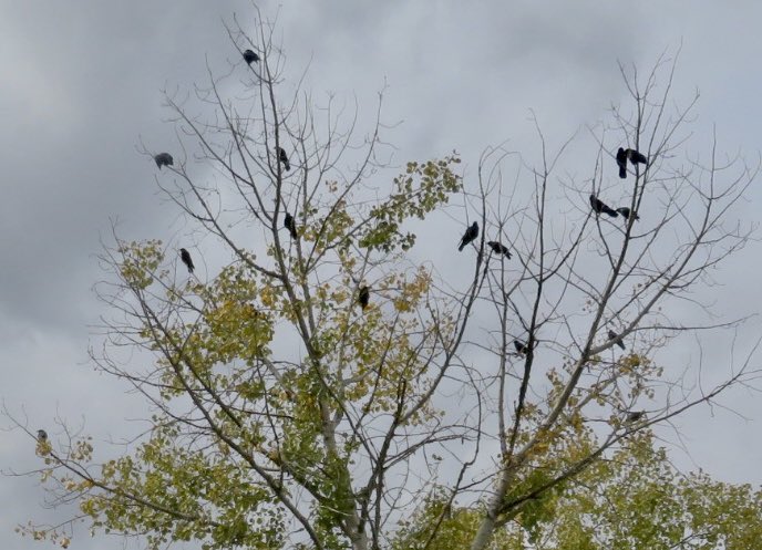 hapandcarol's tweet image. HAPPINESS is seeing a murder of crows gathering together in the fall likely to search for food. #crows #murderofcrows ##lookingforfood