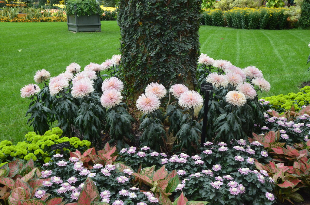 longwoodgardens's tweet photo. It’s looking pretty mumtastic around here! 

#Chrysanthemum Festival is on view now through November 12. #mumfest https://t.co/NYqHoY2hFr