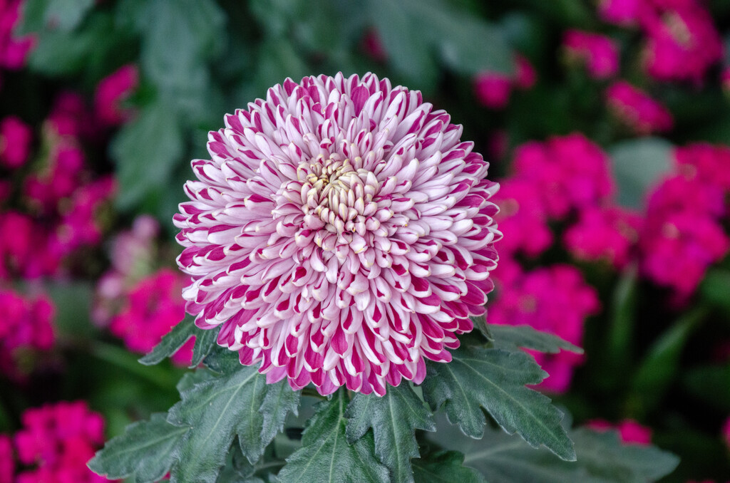 longwoodgardens's tweet photo. It’s looking pretty mumtastic around here! 

#Chrysanthemum Festival is on view now through November 12. #mumfest https://t.co/NYqHoY2hFr