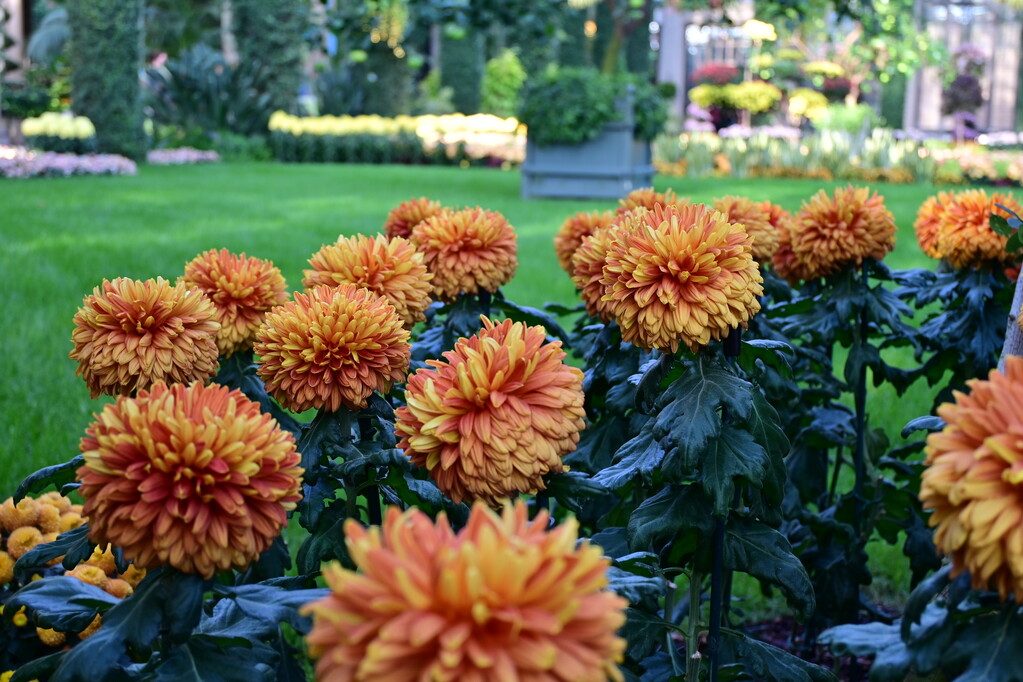 longwoodgardens's tweet photo. It’s looking pretty mumtastic around here! 

#Chrysanthemum Festival is on view now through November 12. #mumfest https://t.co/NYqHoY2hFr