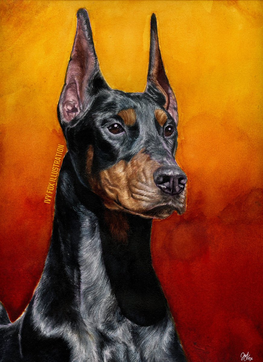 I painted a #Doberman named Wicked in watercolors!
