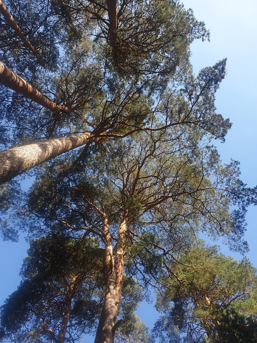 SELINAHorizonEU's tweet photo. LIVE from #SELINAworkshop:
We are enjoying some lovely company during our #fieldtrip in #SierraDeGuadarrama national park. The park is a symbol of rich #ecosystem and #conservation. https://t.co/aFkFaSAzR4