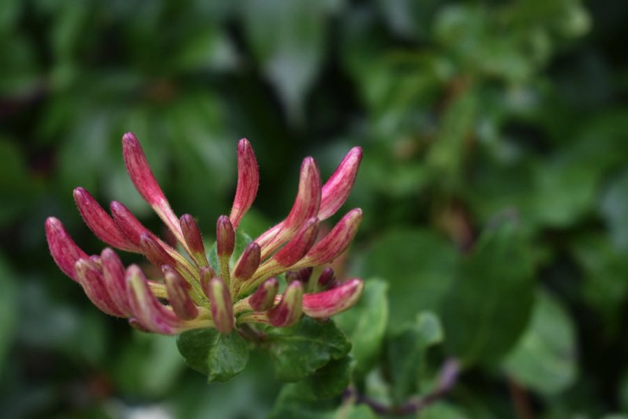 Little Green Space 🦋 tweet media