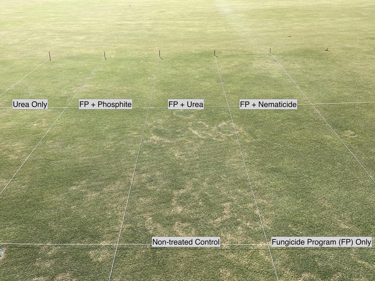 Lee Butler (@turfbutler) on Twitter photo Awesome mini-ring pressure in year 2 of a 2-year study looking at the same season-long fungicide program +/- products on an UDB putting green in NC. Want to learn more? Be sure to catch <a href="/KernsJim/">Jim Kerns</a> and <a href="/ClemsonTurfPath/">Joseph Roberts</a> at the <a href="/CarolinasGCSA/">Carolinas GCSA</a> show funded by <a href="/Rounds4Research/">Rounds 4 Research</a>! Awesome mini-ring pressure in year 2 of a 2-year study looking at the same season-long fungicide program +/- products on an UDB putting green in NC. Want to learn more? Be sure to catch <a href="/KernsJim/">Jim Kerns</a> and <a href="/ClemsonTurfPath/">Joseph Roberts</a> at the <a href="/CarolinasGCSA/">Carolinas GCSA</a> show funded by <a href="/Rounds4Research/">Rounds 4 Research</a>!