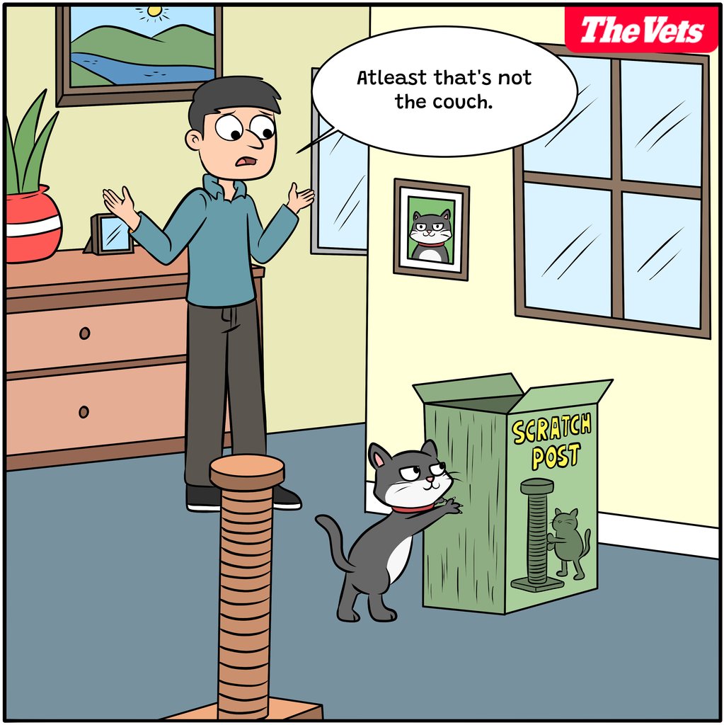 While our feline friend here has found joy in the box, the scratching post serves a real purpose. Cats have a natural instinct to claw to keep their nails sharp and mark their territory. 
Providing a scratching post can save your furniture and satisfy your cat's clawing needs.