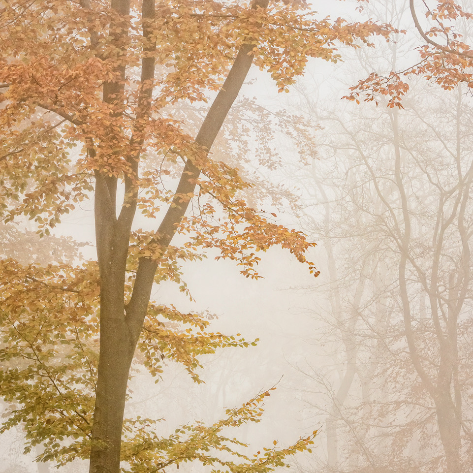 Our online talk tomorrow evening is Edward Hyde's guide to woodland photography, "I Can't See the Wood for the Trees". Those wonderful autumn colours will soon be here! Virtual visitors welcome, see hdcc.org.uk/syllabus