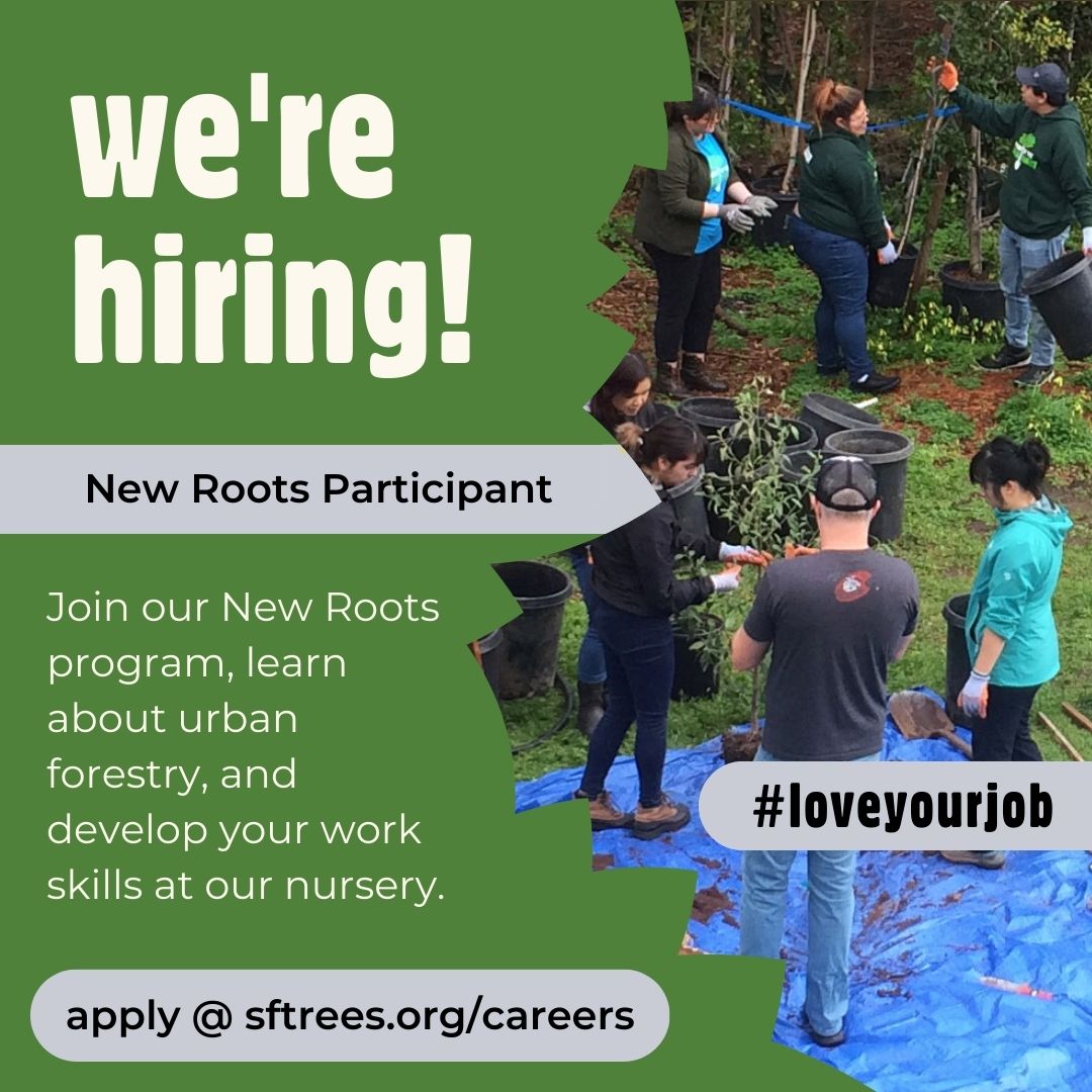 Friends of the Urban Forest is hiring New Roots Participants. Join one of San Francisco's most respected environmental organizations and love your job! friendsoftheurbanforest.org/_files/ugd/981… #greenjobs #hiring #sanfrancisco