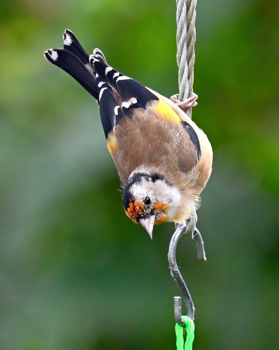 CarlBovisNature's tweet image. Had my first Goldfinch visitors to my Somerset garden in 3 months today! 😀
 (I'd stopped feeding the birds during the summer)
Taken from my daughter's bedroom window. 😁🐦