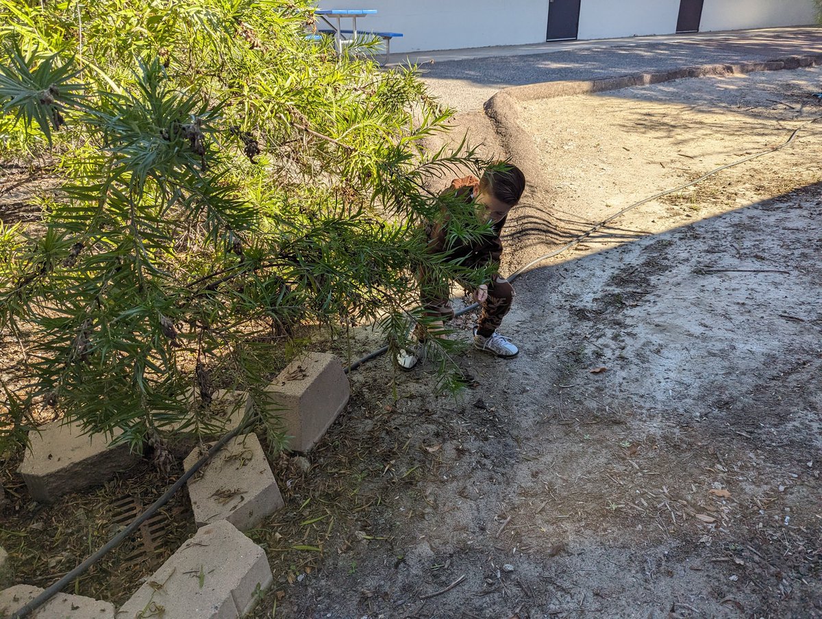 mssitesvida's tweet photo. 6th grade humanities students gaining empathy about early humans. Simulating a hunter and gatherers challenge to answer the question: Why did early humans design? @bwilliamsvida @VIDASHARKS #WeAreVIDA https://t.co/6gYNzw3Vlp