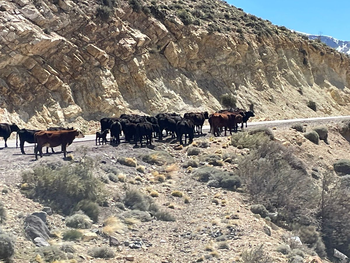 ineumaran's tweet photo. El arreo en la montaña. https://t.co/NSnML15kvp