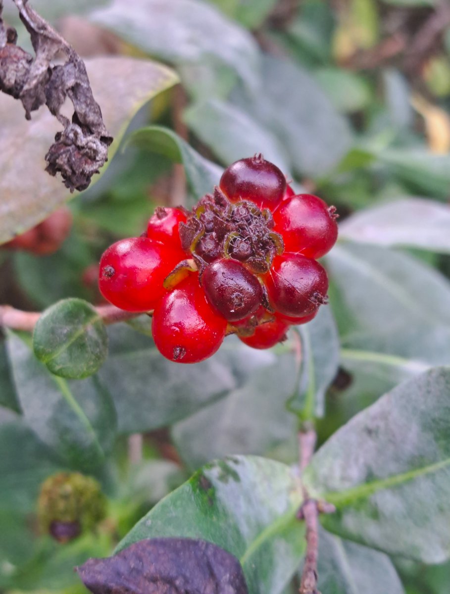 Stadtwurzel tweet media