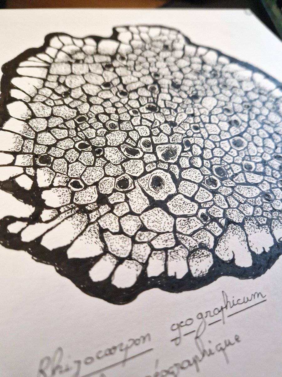 AquaTom13's tweet photo. J5 - MAP - CARTE - #inktober2023 #sciart #svt #map #lichen #lichenometry #datation - Le lichen géographique Rhizocarpon geographicum https://t.co/kgjM2v50dr
