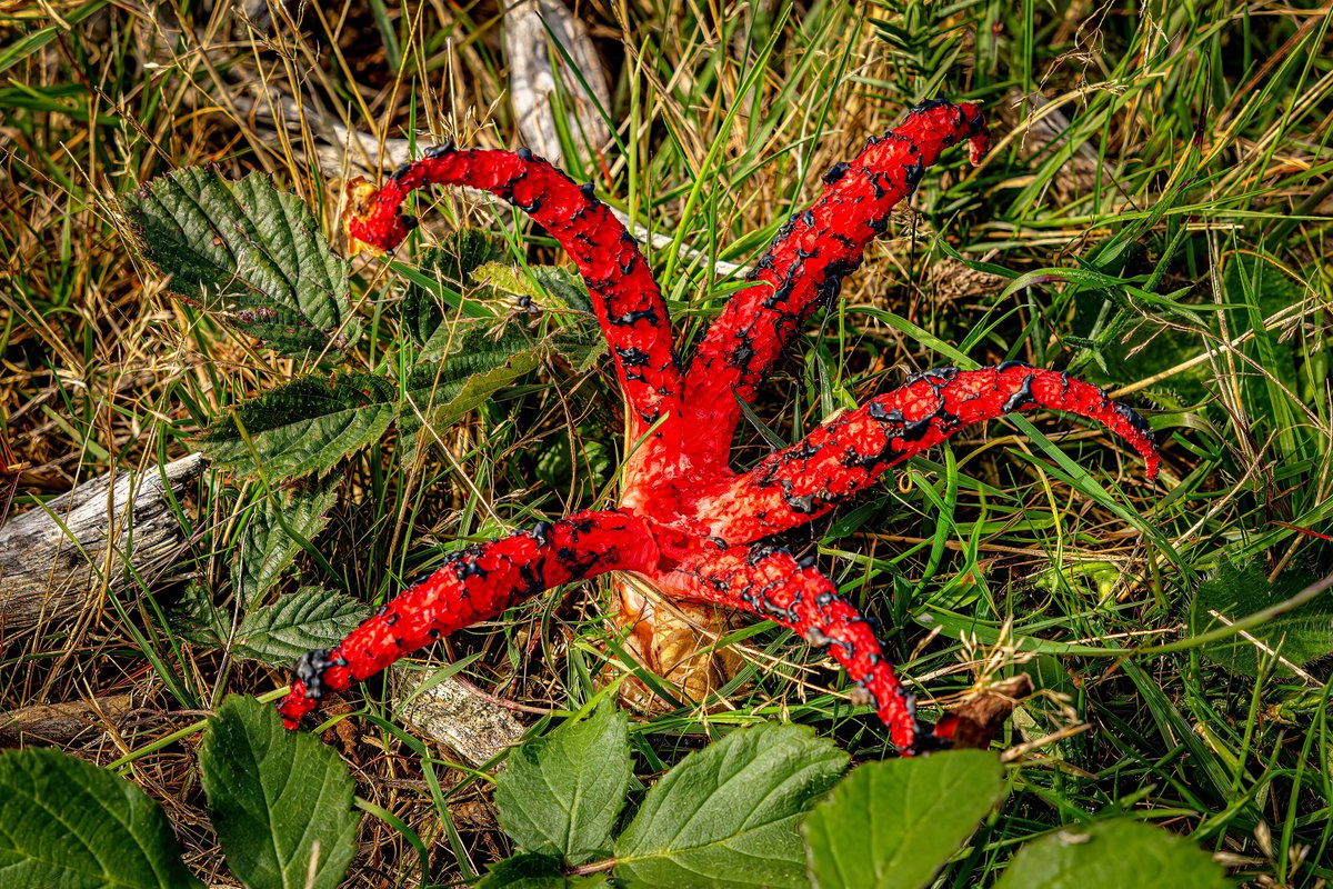 DorsetShazz's tweet photo. ‘Devil’s Finger’
The #devilsfingers #fungus (Clathrus archeri), also known as the octopus stinkhorn or the Squidward mushroom. Found between July and October.
yes it smells like rotting flesh! 🤢
This one is the first one I’ve ever seen!
#NewForest @NewForestNPA @NatureUK https://t.co/D7cm6QVDtS