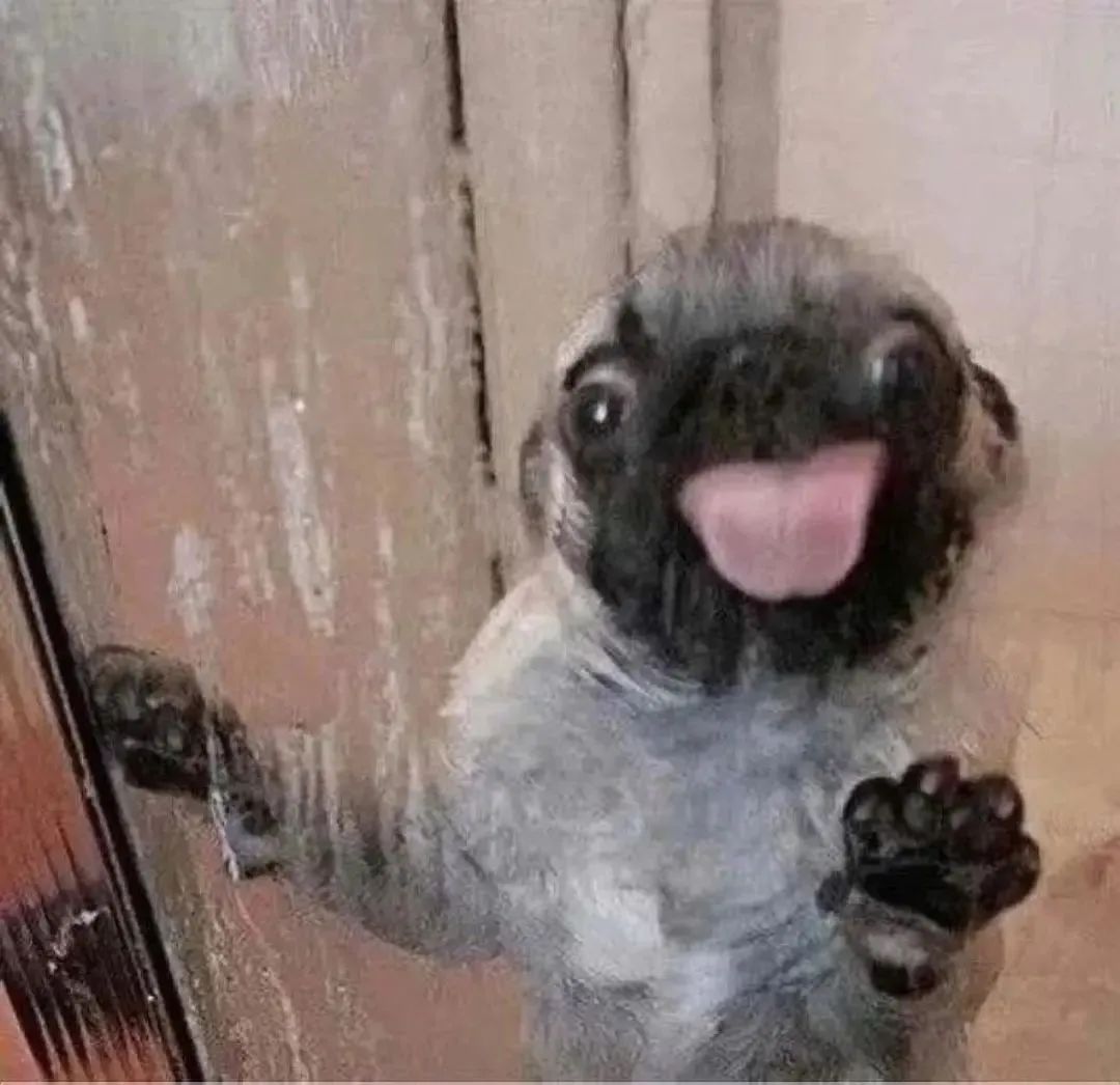 AddictionPug's tweet photo. So funny 🤣
#pug #pugs #puglover #puglife #puglove #pugsarea #pugpeople #twitterpur https://t.co/pUQP0lwdPW