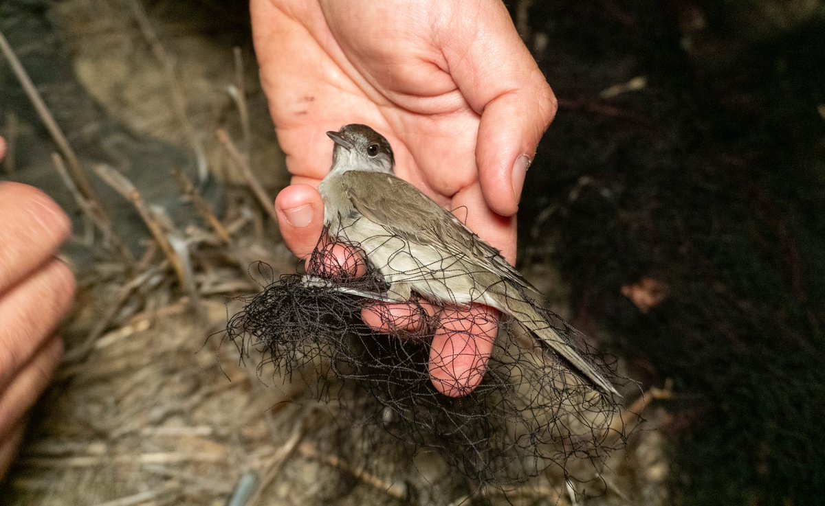 In #Cyprus, despite difficult circumstances our brave CABS team has been busy in the field. 

Over the last 5 weeks of our autumn bird protection camp - 22 poachers convicted, >800 traps confiscated and >450 birds rescued &amp; released! 💥

Camp runs until late November.