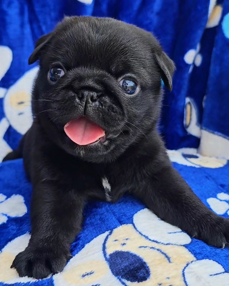 AddictionPug's tweet photo. So cute 🥰 https://t.co/FN4eyDQWzP