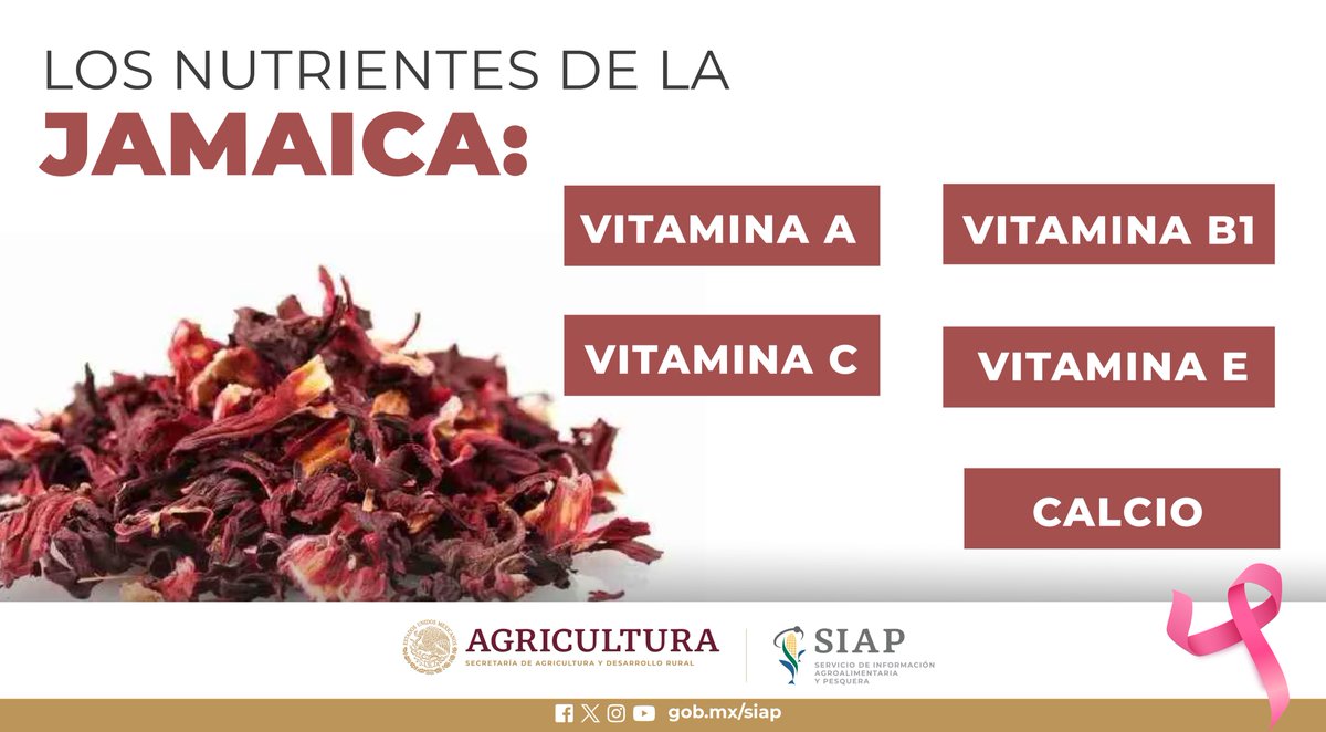 DGSIAP_Mx's tweet photo. En 2022, la producción de #Jamaica en México fue de 7,820 toneladas. 

#AgriculturaMexicana 
#OrgulloDeMéxico 
#AlimentaciónSaludable https://t.co/RvjiY0xWNI