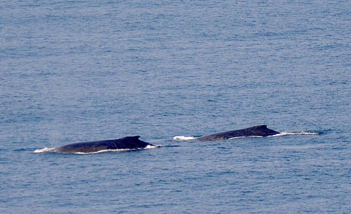 ShekinahMike's tweet photo. Difficult to concentrate on work from home office, when whales are frolicking just beyond the breakers https://t.co/353tXxEzsc