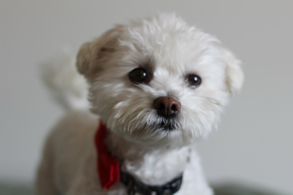 dgarbe's tweet photo. @moorehn Winston, contemplating the futility of bow ties. https://t.co/M5UzWTXozC