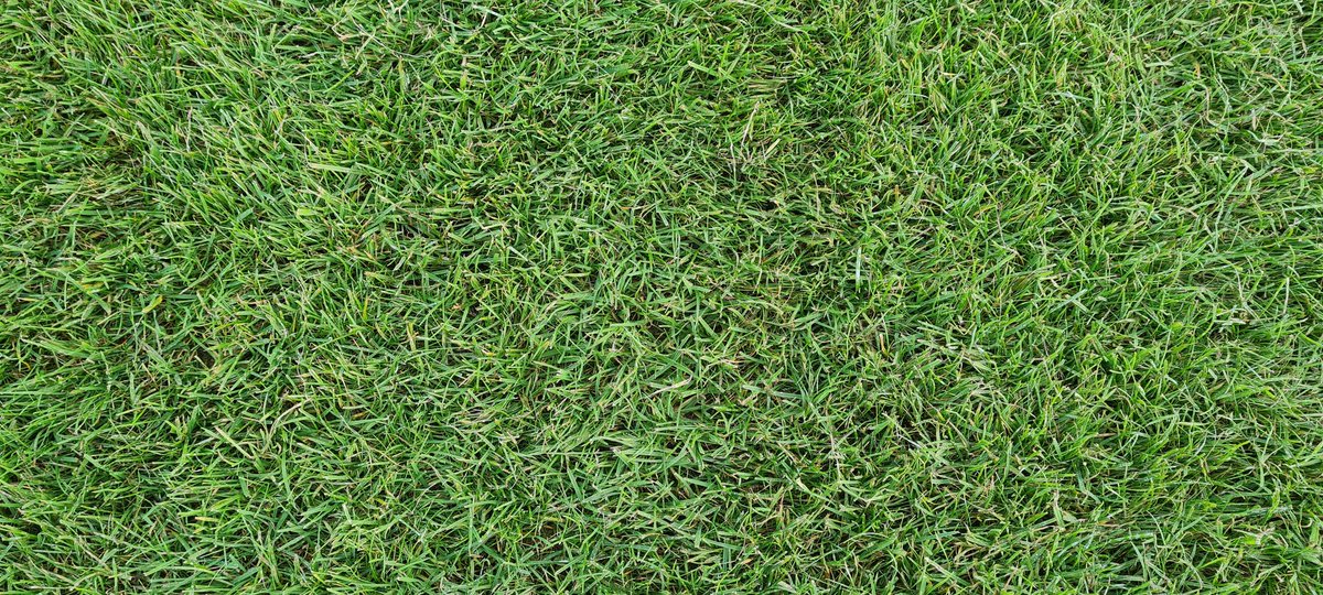 The Dimpled Egg tweet media