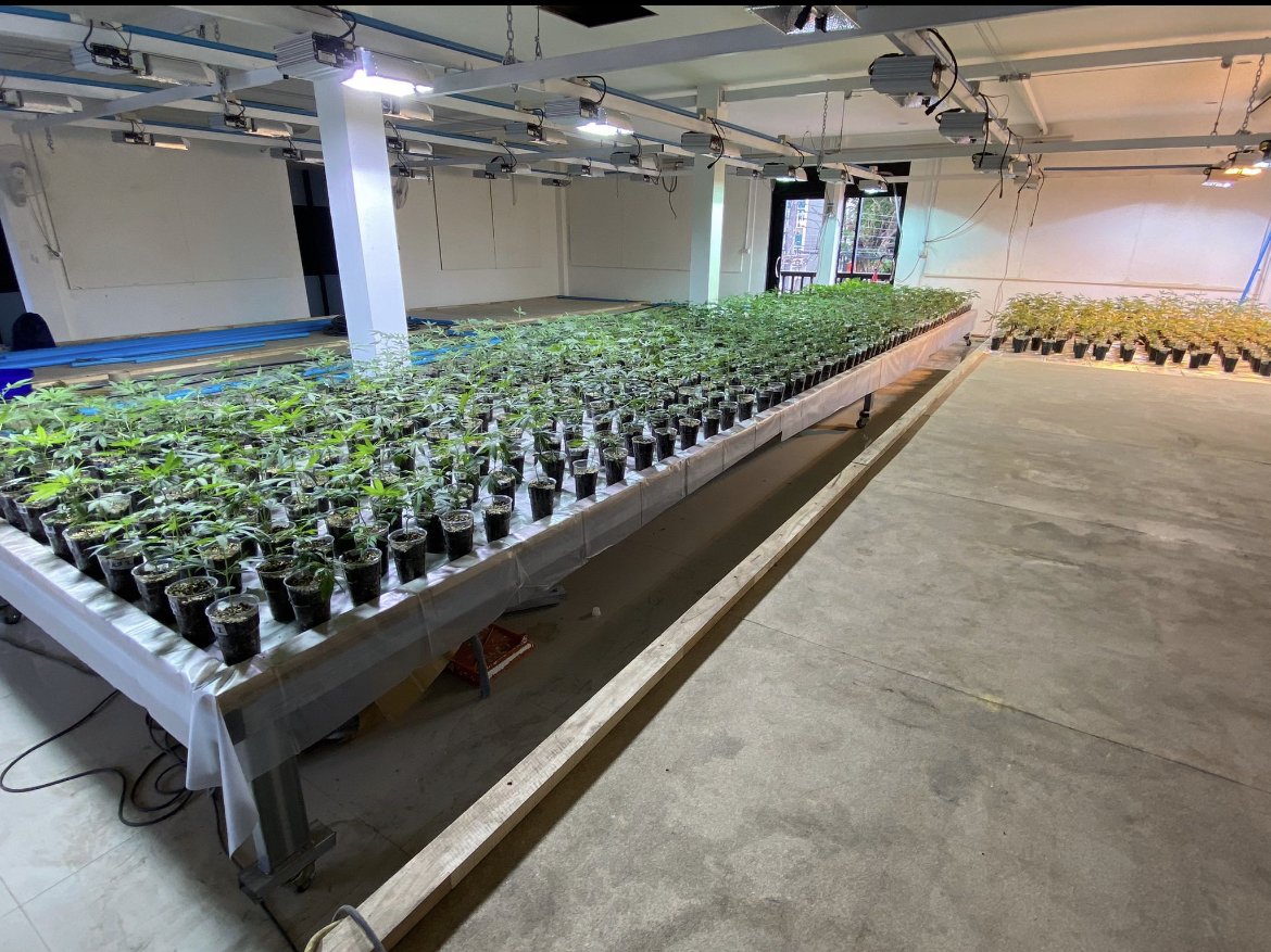nftimm's tweet photo. Why I'm so bullish on Green Lung Genetics and @Bcn_CryptoShark.

They're minting right now and only have ~1200 NFTs left to mint (full supply = 2840)
Looking into them could be one of the best Web3 choices you've made.

TL;DR (with more detailed info below):

1) 25+ years experience in growing cannabis
2) Wen, wen, wen... NOW... Dispensaries and grows already set up and running.
3) Full ROI in less than 12 months (and they're already ahead of schedule... likely less)
4) Proven track record in both Web2 and Web3
5) Founder moving full-time in less than a fortnight.

So let's really dive in 👇

1) 25+ years experience in growing cannabis:

@Green_Lung_Gens comes with award-winning genetics that have been grown, sold and appreciated for years.

These genetics are now in Thailand, where cannabis use has been fully legalised.

The proven track record of the team, with multiple "coffee shops" (dispensaries) ran in Europe, is now being extended in Asia.

2) Wen?! NOW!

Cannabis projects on Solana have been well known for their communities and Web3 antics, but one thing that has been lacking has been genuine action when it comes to growing and selling. 

Without naming names, a big and hyped project recently faced massive problems when it became clear that the team had been all talk without much action in this area.

Green Lung? The complete opposite.
They already have (set up and running):
- A 64 Lamp Cultivation Facility in Thailand (This is working with a single loop environment system which ensure constant conditions - vital for good growth)
- 750 Potted Plants which will be flowering in just 19 days...
- A 21 light vegetative room which includes clone trays for over 1000 clones.
- The first crop is going be ready at Christmas (Did somebody say "ahead of schedule?!"...)

Action is the middle name of this team...

3) Full ROI in less than 12 months

With 50% of the profit from each "crop" going to NFT holders (every 3-4 months), full ROI is scheduled to be achieved within 12 months.

And that was assuming that the first crop wouldn't be ready until February - March 2024...

Guess what? Harvest of the first crop starts in December.

Why? Because this team ACTS RATHER THAN SPEAKS and has already been to Thailand twice to set things up before they have even fully minted out.

4) Proven track record

Not only does the team have a proven track record in Web2 Cannabis growing, they also do in Web3.
Founder, and good friend of mine, @Bcn_CryptoShark has been building with me and the team for Alpha Pharaohs for over a year.

This team not only understands how the Web2 industry they're in works, but has massive experience in storming Web3 too...

The future is bright...

5) Founder moving...

Yiddo is 100% committed to this project that he is moving with his whole family from Europe to Thailand in less than 2 weeks...

This isn't a little shill hobby to raise a bit of hype, he is moving his whole life to make this work.

It is going to be absolutely HUGE.

"How do we get involved?!"

Well first of all, DYOR! You can find out a tonne of info here: https://t.co/fpZeEGgdZS
Hop in the discord and ask some questions.

But if you like what you see?
Head to mint at https://t.co/WOy285Orzg

Full disclosure: I'm a co-founder at GreenLungGenetics and MASSIVELY bullish on Yiddo and all that he is doing...